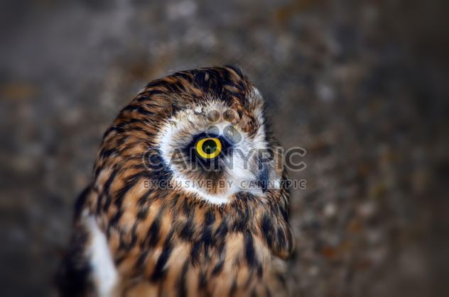 Portrait of brown owl - Free image #198191
